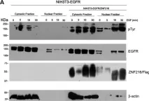Fig.6.A showing Western Blotting from the publication: Identification of the zinc finger 216 (ZNF216) in human carcinoma cells: a potential regulator of EGFR activity.