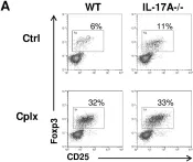 Fig.2.A showing Flow cytometry/Cell sorting from the publication: IL-17A and IL-2-expanded regulatory T cells cooperate to inhibit Th1-mediated rejection of MHC II disparate skin grafts.