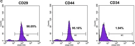Fig.1.C showing Flow cytometry/Cell sorting in a Rattus norvegicus (Rat) sample from the publication: BMSCs and miR-124a ameliorated diabetic nephropathy via inhibiting notch signalling pathway.