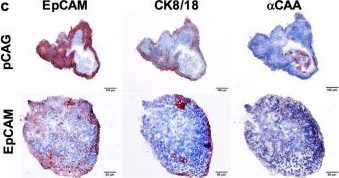 Spatiotemporal patterning of EpCAM is important for murine embryonic endo- and mesodermal differentiation.