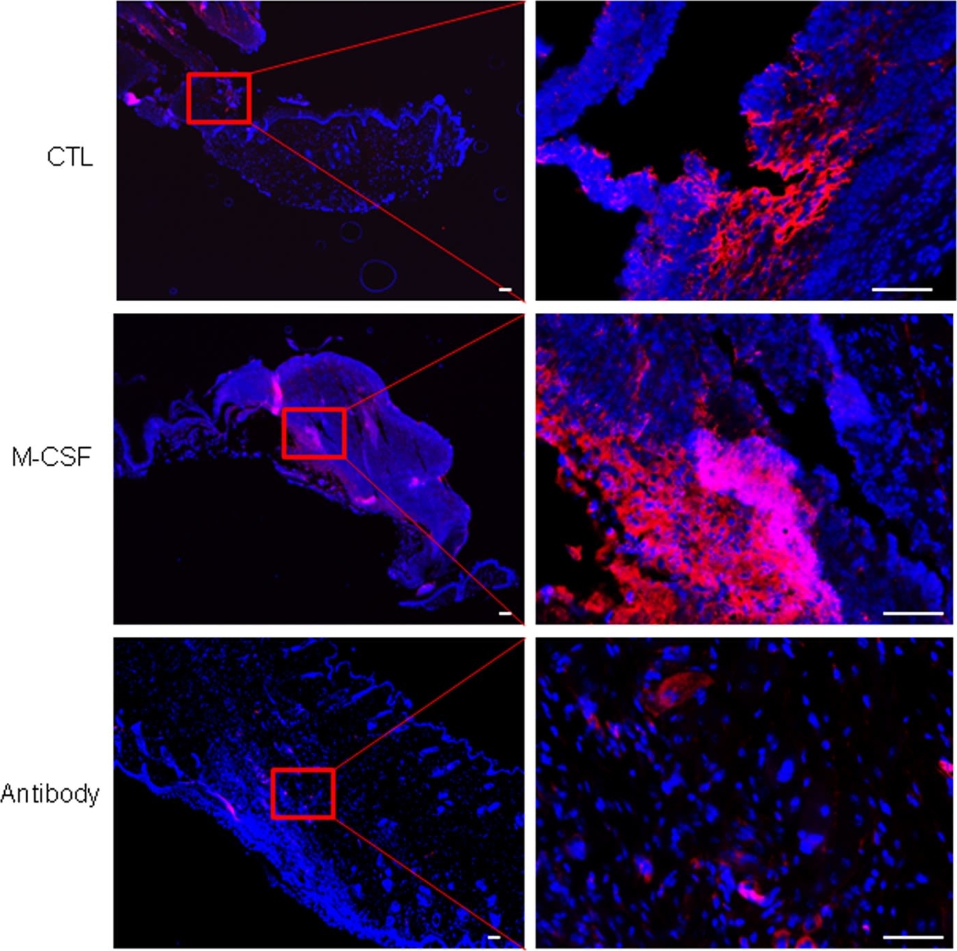 Fig.4.A showing Immunocytochemistry-immunofluorescence in a Mus musculus (House mouse) sample from the publication: Accelerating skin wound healing by M-CSF through generating SSEA-1 and -3 stem cells in the injured sites.