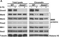 Fig.4.A showing Western Blotting from the publication: Epigenetic Enhancement of the Post-replicative DNA Mismatch Repair of Mammalian Genomes by a Hemi-mCpG-Np95-Dnmt1 Axis.