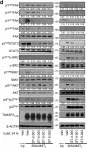 Fig.2.D showing Western Blotting from the publication: Isoxazole-based molecules restore NK cell immune surveillance in hepatocarcinogenesis by targeting TM4SF5 and SLAMF7 linkage.