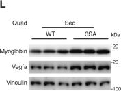 Fig.4.L showing Western Blotting in a Mus musculus (House mouse) sample from the publication: ERRα fosters running endurance by driving myofiber aerobic transformation and fuel efficiency.