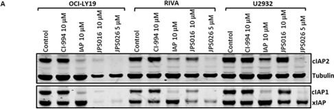 Fig.3.A showing Western Blotting from the publication: Targeted Degradation of Class 1 HDACs With PROTACs is Highly Effective at Inducing DLBCL Cell Death.