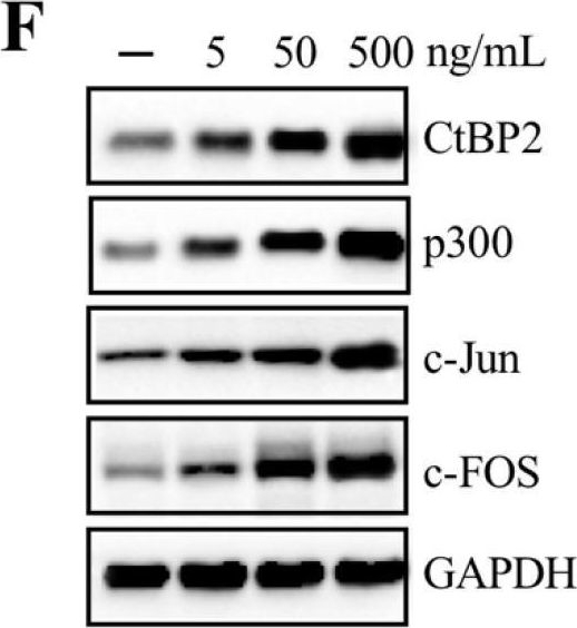 Fig.4.F showing Western Blotting in a Homo sapiens (Human) sample from the publication: Transforming growth factor beta (TGF-β) is activated by the CtBP2-p300-AP1 transcriptional complex in chronic renal failure.