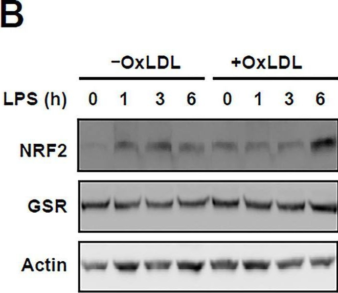 Fig.2.B showing Western Blotting in a Mus musculus (House mouse) sample from the publication: Measuring the rate of NADPH consumption by glutathione reductase in the cytosol and mitochondria.