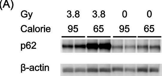 Calorie restriction in radiation-exposed mice affects the expression of autophagy-related protein p62.