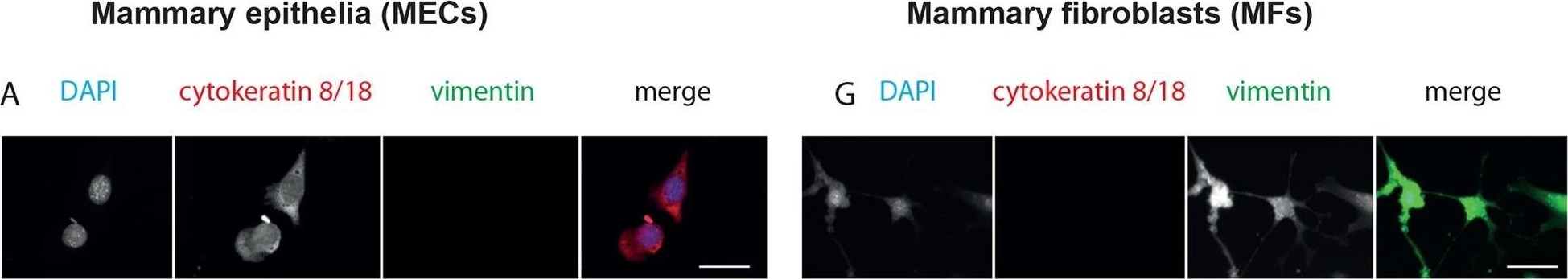 Epithelial and stromal circadian clocks are inversely regulated by their mechano-matrix environment.