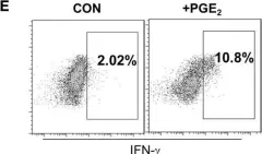 Fig.6.E showing Flow cytometry/Cell sorting from the publication: Prostaglandin E2 Secreted by Thyroid Cancer Cells Contributes to Immune Escape Through the Suppression of Natural Killer (NK) Cell Cytotoxicity and NK Cell Differentiation.