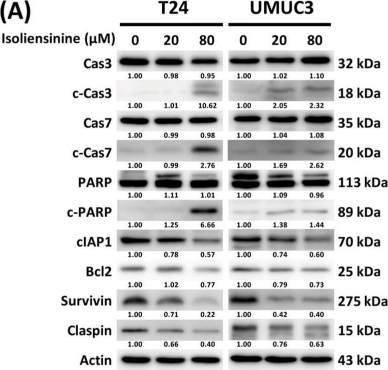 Fig.5.A showing Western Blotting from the publication: Isoliensinine Induces Ferroptosis in Urothelial Carcinoma Cells via the PI3K/AKT/HIF-1α Axis: Molecular Evidence from Next-Generation Sequencing.