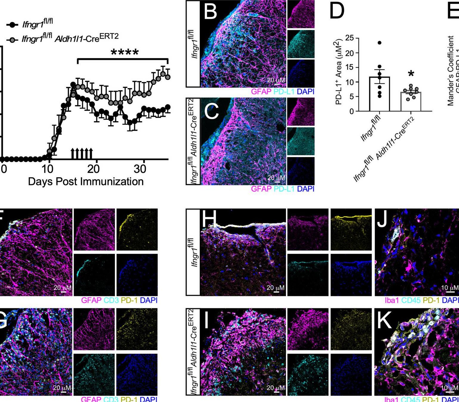 Fig.3.B showing Immunohistochemistry in a Mus musculus (House mouse) sample from the publication: Astrocyte interferon-gamma signaling dampens inflammation during chronic central nervous system autoimmunity via PD-L1.
