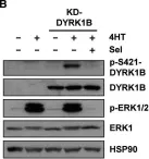 Fig.4.B showing Western Blotting from the publication: Identification of DYRK1B as a substrate of ERK1/2 and characterisation of the kinase activity of DYRK1B mutants from cancer and metabolic syndrome.