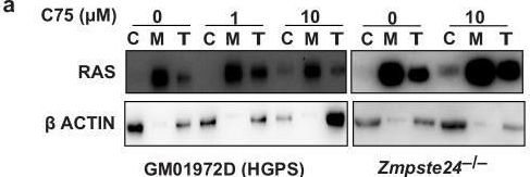 Fig.2.A showing Western Blotting from the publication: A small-molecule ICMT inhibitor delays senescence of Hutchinson-Gilford progeria syndrome cells.