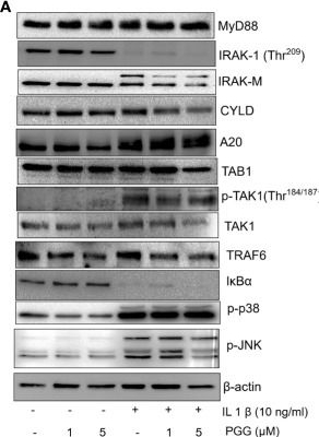 Fig.3.A showing Western Blotting from the publication: Penta-o-galloyl-beta-d-Glucose (PGG) inhibits inflammation in human rheumatoid arthritis synovial fibroblasts and rat adjuvant-induced arthritis model.