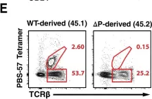 Fig.1.E showing Flow cytometry/Cell sorting from the publication: Histone Deacetylase 7 mediates tissue-specific autoimmunity via control of innate effector function in invariant Natural Killer T Cells.