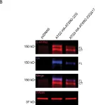 Fig.6.B showing Western Blotting in a Homo sapiens (Human) sample from the publication: ATXN2 is a target of N-terminal proteolysis.