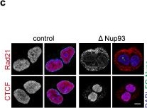Fig.8.C showing Immunocytochemistry-immunofluorescence from the publication: Interphase chromosome conformation is specified by distinct folding programmes inherited through mitotic chromosomes or the cytoplasm.