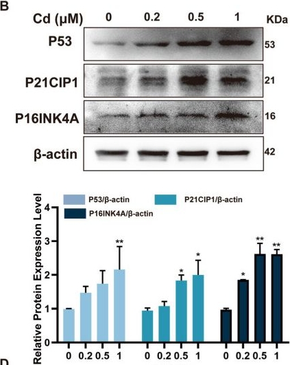 Fig.1.B showing Western Blotting in a Rattus norvegicus (Rat) sample from the publication: SIRT1 regulates dermal fibroblast senescence via impaired deacetylase function and mitochondrial dysfunction during skin aging induced by chronic oral cadmium exposure.