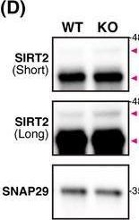Fig.5.D showing Western Blotting from the publication: Proximity-dependent biotinylation reveals an interaction between ubiquitin-specific peptidase 46 and centrosome-related proteins.