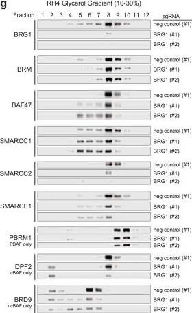 Fig.1.G showing Western Blotting from the publication: BAF complexes drive proliferation and block myogenic differentiation in fusion-positive rhabdomyosarcoma.