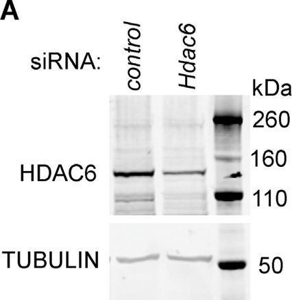 Fig.1.A showing Western Blotting in a Mus musculus (House mouse) sample from the publication: Endosome maturation during ER stress relies on the ubiquitin-binding domain of histone deacetylase 6.