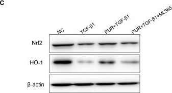 Fig.5.C showing Western Blotting from the publication: Puerarin alleviates oxidative stress, mitochondrial dysfunction, and apoptosis in corpus cavernosum smooth muscle cells through AKT/Nrf2/HO-1 pathway activation.