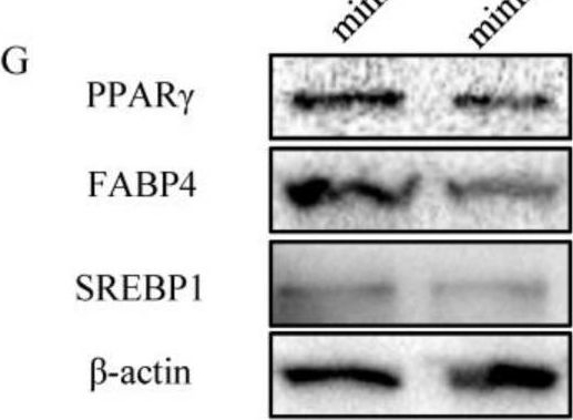 Fig.1.G showing Western Blotting in a Bos taurus (Bovine) sample from the publication: miR-33a Inhibits the Differentiation of Bovine Preadipocytes through the IRS2-Akt Pathway.