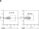 Fig.6.C showing Flow cytometry/Cell sorting in a Mus musculus (House mouse) sample from the publication: Lin-CCR2+ hematopoietic stem and progenitor cells overcome resistance to PD-1 blockade.