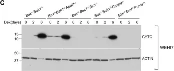 Fig.5.C showing Western Blotting in a Mus musculus (House mouse) sample from the publication: Glucocorticoids can induce BIM to trigger apoptosis in the absence of BAX and BAK1.