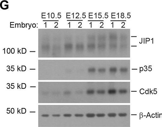Fig.1.G showing Western Blotting in a Mus musculus (House mouse) sample from the publication: Timing dependent neuronal migration is regulated by Cdk5-mediated phosphorylation of JIP1.