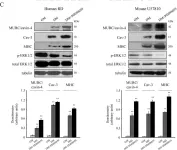 Fig.4.C showing Western Blotting from the publication: MURC/cavin-4 Is Co-Expressed with Caveolin-3 in Rhabdomyosarcoma Tumors and Its Silencing Prevents Myogenic Differentiation in the Human Embryonal RD Cell Line.