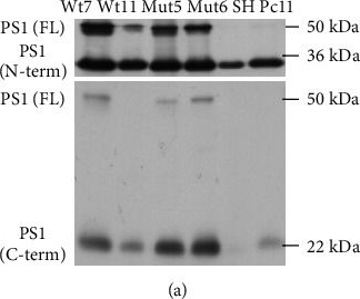 Fig.1.A showing Western Blotting in a Homo sapiens (Human) sample from the publication: Preferential Involvement of BRCA1/BARD1, Not Tip60/Fe65, in DNA Double-Strand Break Repair in Presenilin-1 P117L Alzheimer Models.