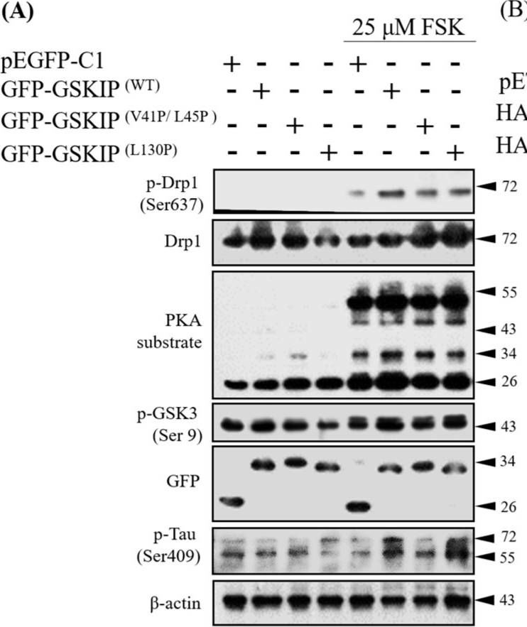 Fig.2.A showing Western Blotting in a Homo sapiens (Human) sample from the publication: GSKIP-Mediated Anchoring Increases Phosphorylation of Tau by PKA but Not by GSK3beta via cAMP/PKA/GSKIP/GSK3/Tau Axis Signaling in Cerebrospinal Fluid and iPS Cells in Alzheimer Disease.
