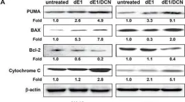 Fig.5.A showing Western Blotting from the publication: Adenovirus-mediated decorin expression induces cancer cell death through activation of p53 and mitochondrial apoptosis.