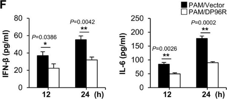 Fig.4.F showing Enzyme-linked immunosorbent assay from the publication: The African Swine Fever Virus Virulence Determinant DP96R Suppresses Type I IFN Production Targeting IRF3.