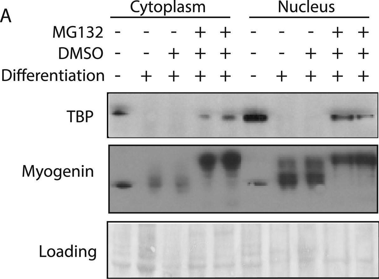 Fig.1.A showing Western Blotting from the publication: A specific E3 ligase/deubiquitinase pair modulates TBP protein levels during muscle differentiation.