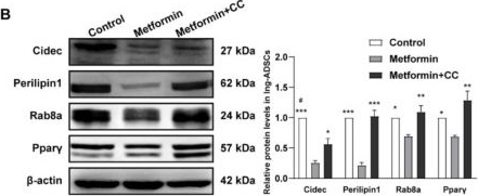 Metformin Inhibits Lipid Droplets Fusion and Growth via Reduction in Cidec and Its Regulatory Factors in Rat Adipose-Derived Stem Cells.
