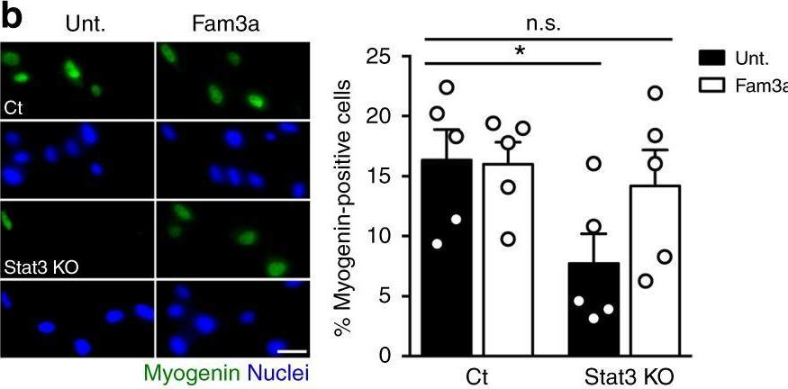 Fig.6.B showing Immunocytochemistry-immunofluorescence from the publication: The Stat3-Fam3a axis promotes muscle stem cell myogenic lineage progression by inducing mitochondrial respiration.