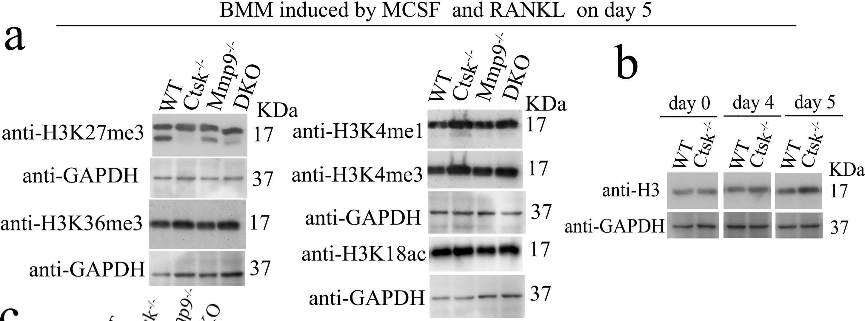 Fig.7.A showing Western Blotting from the publication: Knockout and Double Knockout of Cathepsin K and Mmp9 reveals a novel function of Cathepsin K as a regulator of osteoclast gene expression and bone homeostasis.