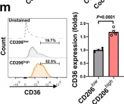 Fig.3.M showing Flow cytometry/Cell sorting from the publication: CD36-mediated metabolic crosstalk between tumor cells and macrophages affects liver metastasis.