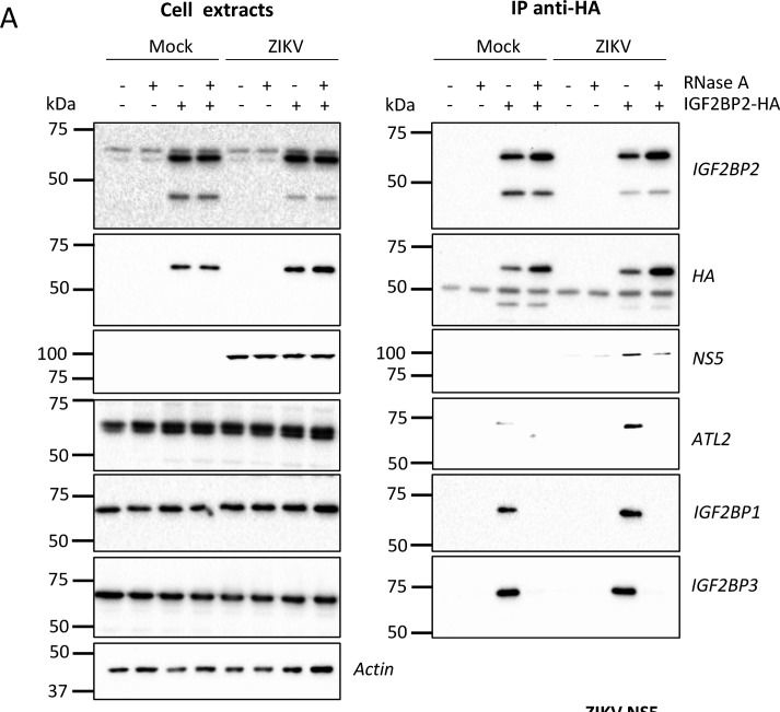Fig.8.A showing Western Blotting from the publication: Zika virus remodels and hijacks IGF2BP2 ribonucleoprotein complex to promote viral replication organelle biogenesis.