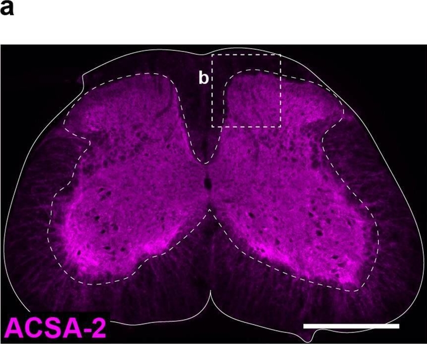 Fig.1.A showing Immunohistochemistry-immunofluorescence in a Mus musculus (House mouse) sample from the publication: A method for selective and efficient isolation of gray matter astrocytes from the spinal cord of adult mice.