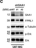 Fig.3.C showing Western Blotting in a Homo sapiens (Human) sample from the publication: Serum amyloid A1 in combination with integrin αVβ3 increases glioblastoma cells mobility and progression.