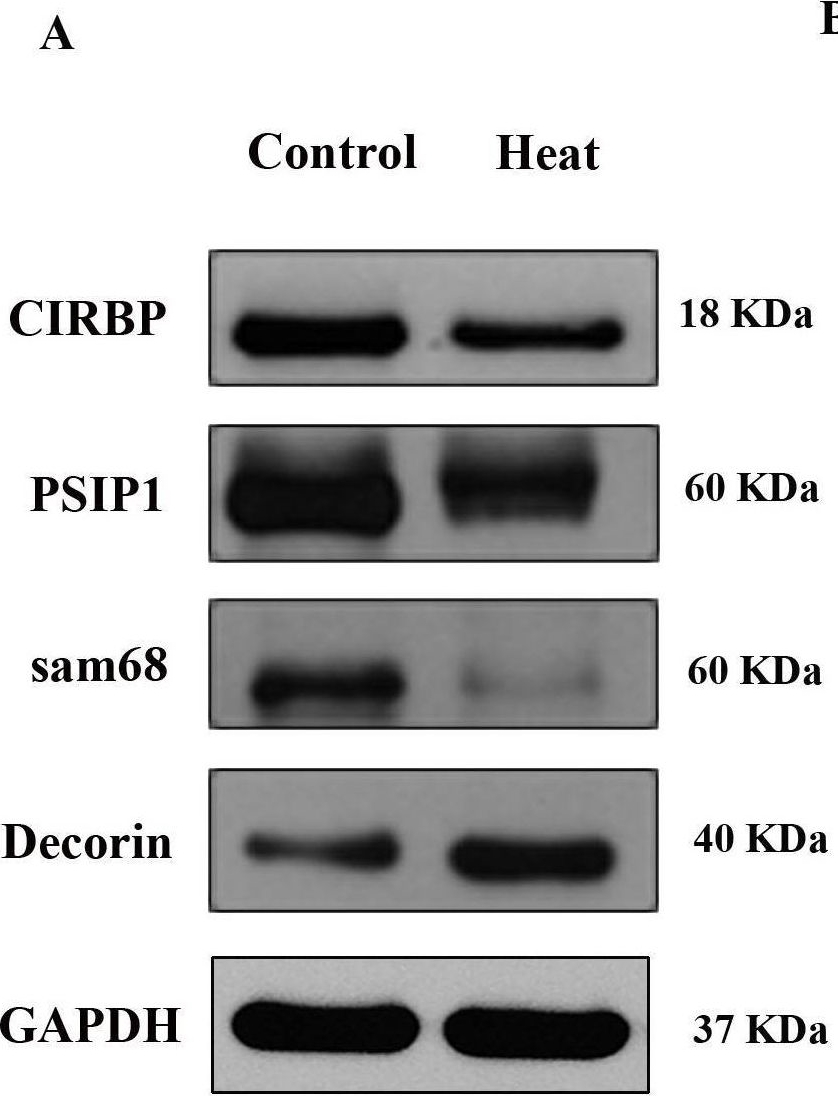 Fig.6.A showing Western Blotting from the publication: Isobaric tags for relative and absolute quantification-based proteomic analysis of testis biopsies in rhesus monkeys treated with transient scrotal hyperthermia.