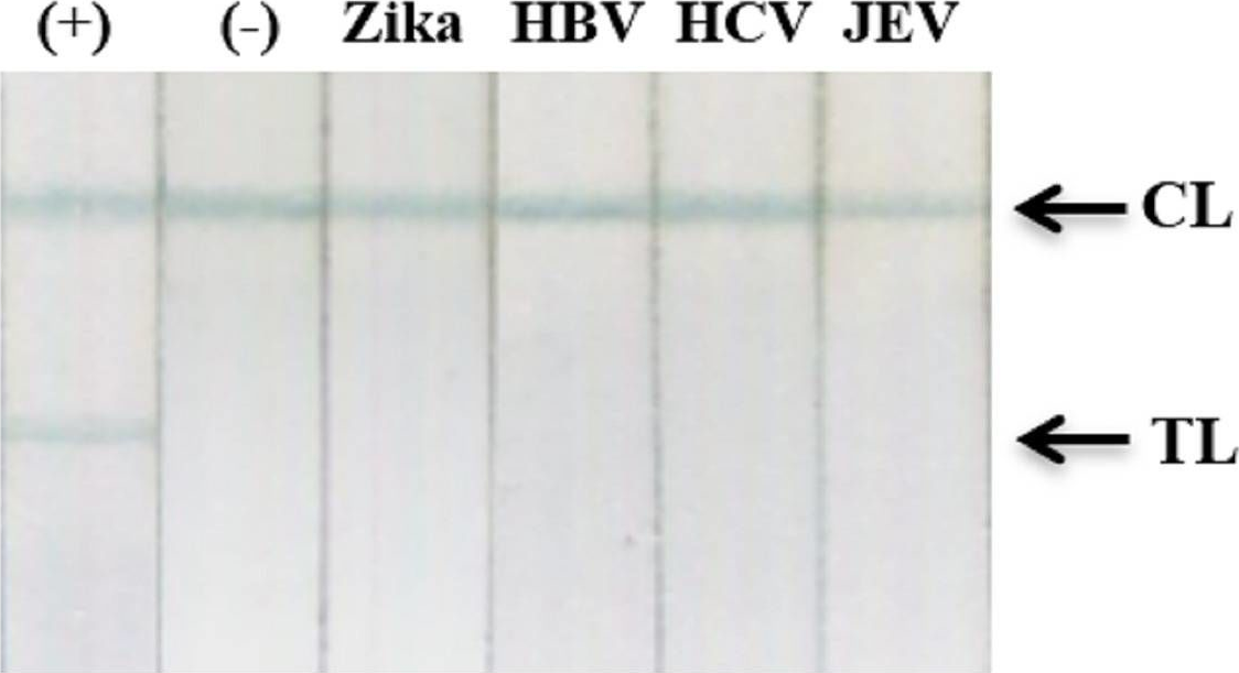 Fig.9.A showing Western Blotting in a Chlorocebus sabaeus (Green monkey) sample from the publication: Development of a highly sensitive magneto-enzyme lateral flow immunoassay for dengue NS1 detection.