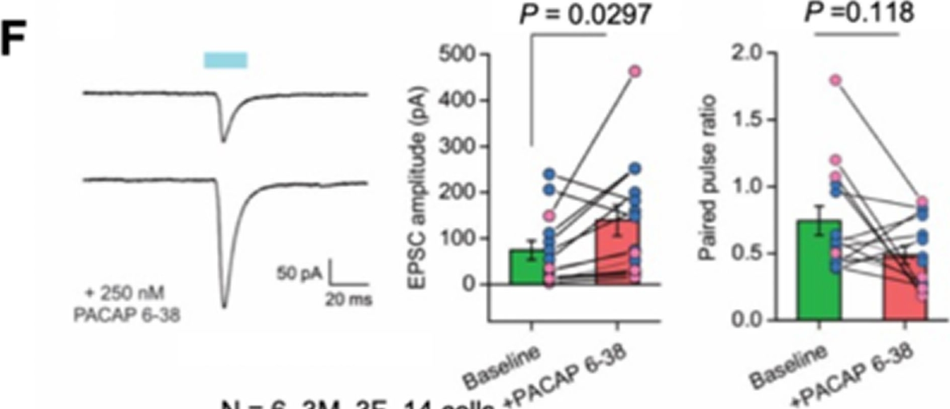 Fig.4.F from the publication: A Basomedial Amygdala to Intercalated Cells Microcircuit Expressing PACAP and Its Receptor PAC1 Regulates Contextual Fear.