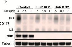 Fig.1.B showing Western Blotting in a Homo sapiens (Human) sample from the publication: Repurposing Niclosamide as a Novel Anti-SARS-CoV-2 Drug by Restricting Entry Protein CD147.