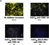 Fig.1.A showing Immunocytochemistry-immunofluorescence from the publication: Hepatitis C viral entry inhibitors prolong viral suppression by replication inhibitors in persistently-infected Huh7 cultures.
