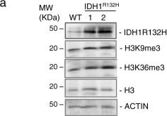 Fig.5.A showing Western Blotting in a Mus musculus (House mouse) sample from the publication: Mutations inhibiting KDM4B drive ALT activation in ATRX-mutated glioblastomas.